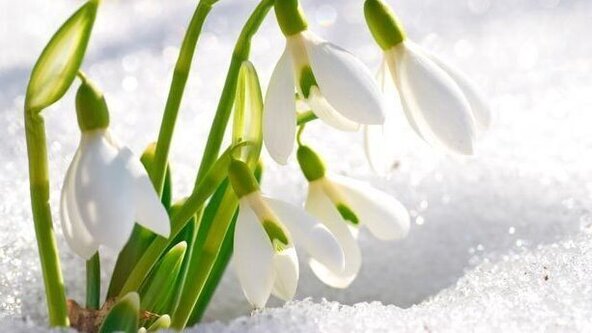  Out & About, Together ~ Snowdrop Fair🌱