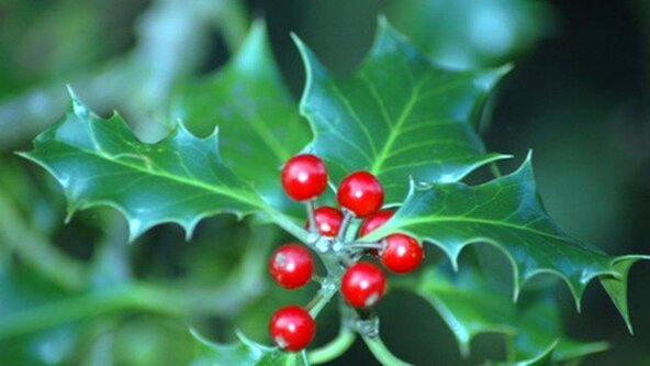 🎄🎅Christmas Forest School Special 🎄🎅