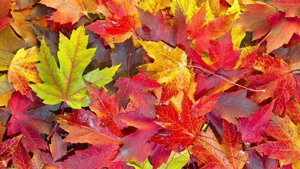 🍎🍁Autumn Special 🍁🍎