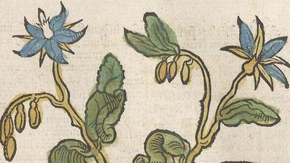 Kräuterbücher – mehr als getrocknete Blumen