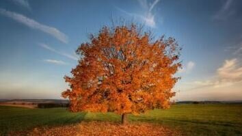 AUTUMN EQUINOX CANDLELIGHT YIN