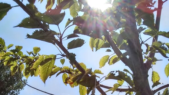 Forest Bathing Brunch: April