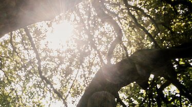 Supporting Children with Social and Emotional Mental Health needs  through forest school and nature based learning