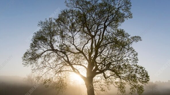 Spring Awakening Sound Bath - Beesley Green