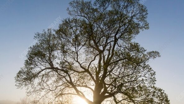 Spring Awakening — Extended Sound Session with Reiki and Oracle Cards, Arthur Greenwood Centre