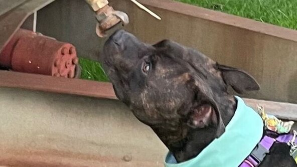 🏃🏽‍♀️🐕 Scent work Progression 4 Week Course - Chertsey🐾🐕‍🦺