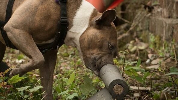 🏃🏽‍♂️🐕 Scent work for Beginners 6 Week Course 🐾🐕‍🦺