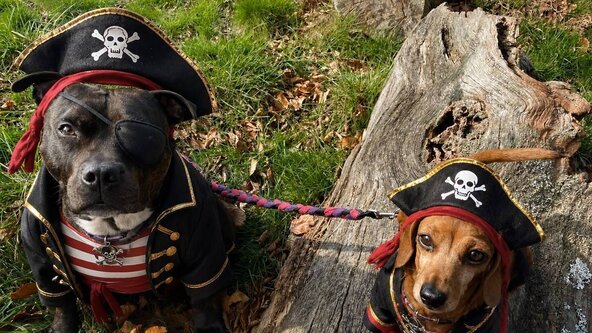 🏴‍☠️ UK Sniffer Dog Kong Halloween Trial - Thorpe