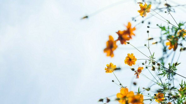 Intermediate Raja Yoga Meditation Weekend Retreat