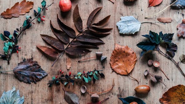 Seeds of Change - Evening Program