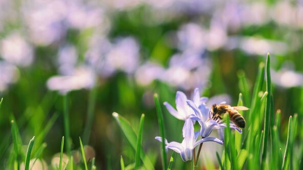 Introductory Raja Yoga Meditation - Day Program