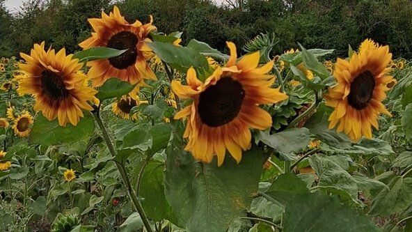 Sunflower Serenity Meditation ~ Beesby Alford
