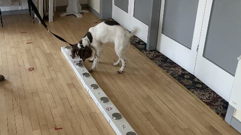 1-2-1 Introduction Taster session of our Canine Scent Detective Constable Course