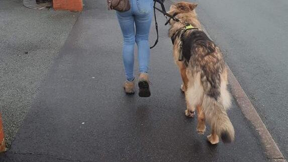 Intensive Walk Nicely course - Knockin