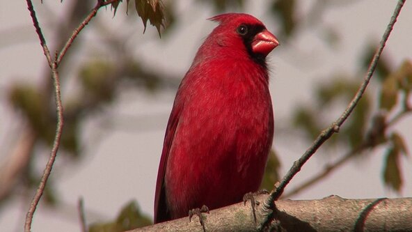 Finding Birds: Habitat, Behavior, and the Art of the Search