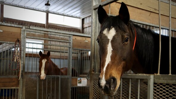 September Meditation with the Horses