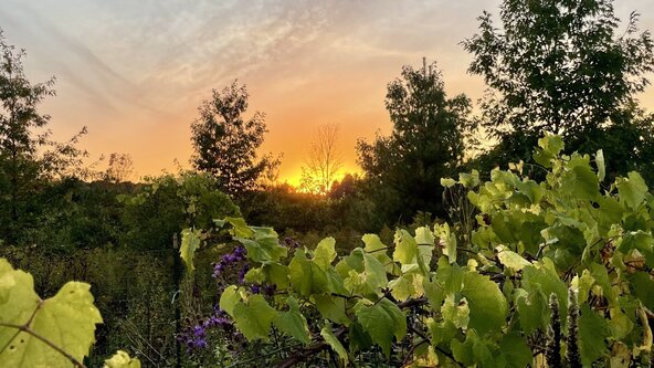 Sunset Garden Tour 