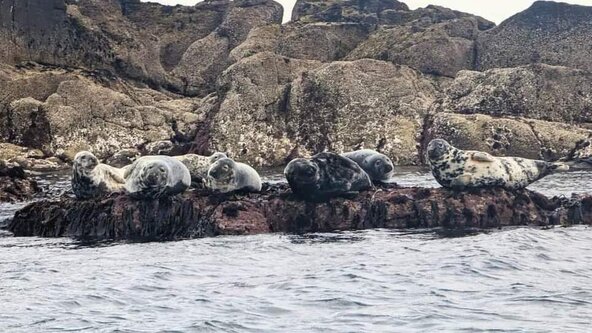 Skerries Seal & Wildlife Safari 