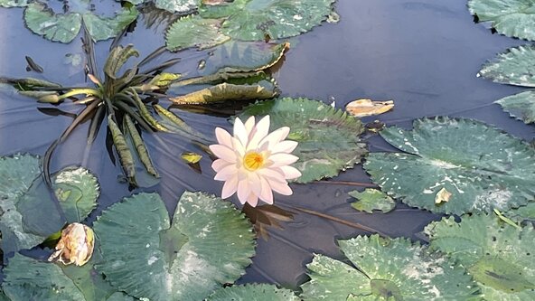 Bali - Lotus Heart 