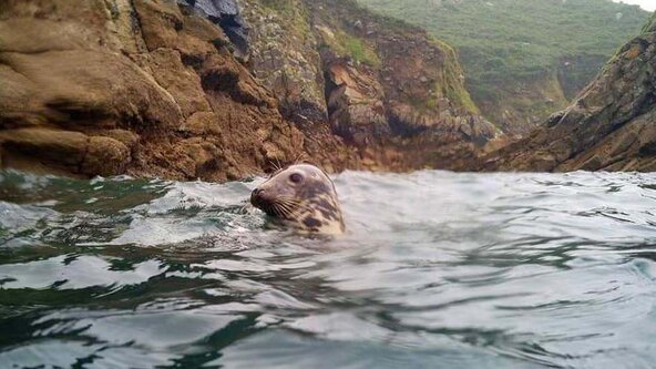 Lundy Island Seal Trip 