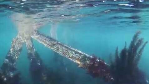 Osmington Wreck Snorkel