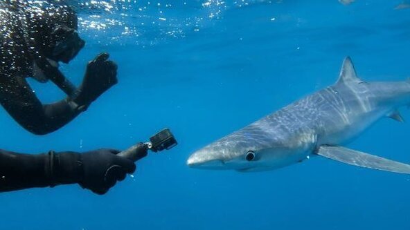 Plymouth Diving & Blue Shark Snorkelling Adventure