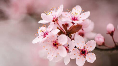 Spring Equinox Yoga Class