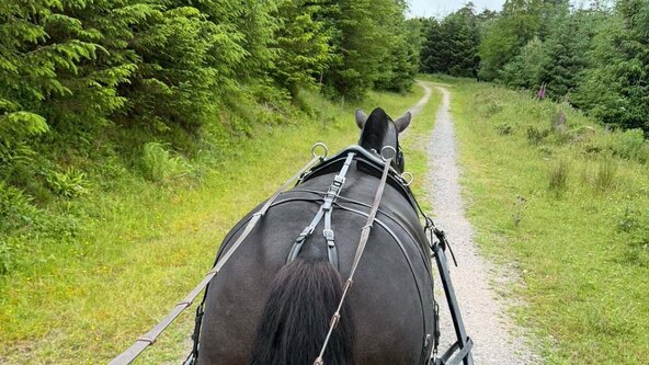 Dartmoor Carriages Experience