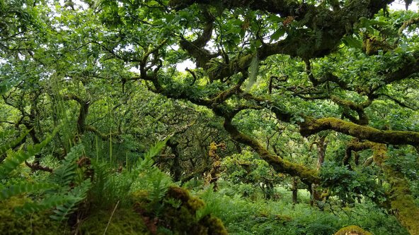 Wistman's Wood and cream tea