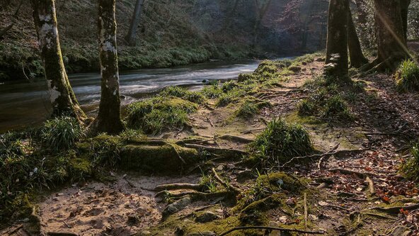 Wistman's Wood and cream tea