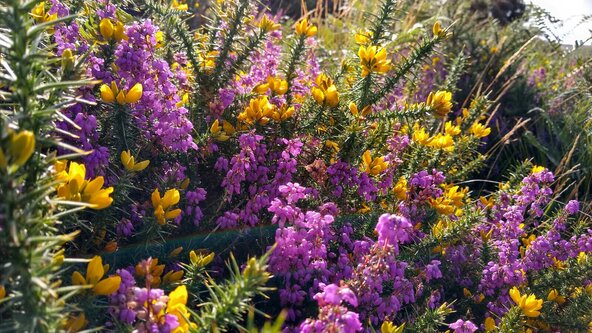 An Introduction to Dartmoor's Plants