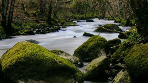Mosses, ferns and lichens – an introduction