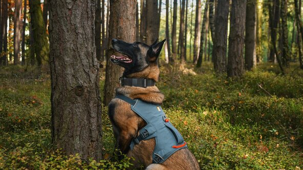 K9 Conservation Dogs