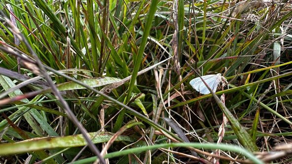 Herbalism on Dartmoor - Bronze Age to the Present