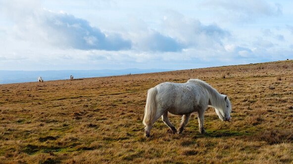Two Moors Way 50th Anniversary Year.