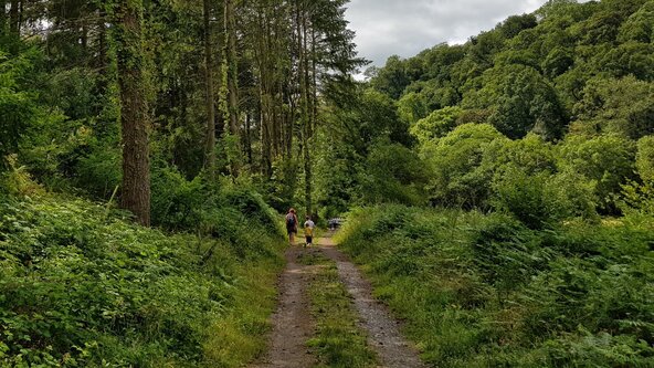 An Introduction to Dartmoor's Plants