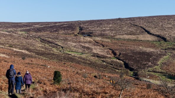 Tor Royal Farm Walk & Ploughman's Lunch