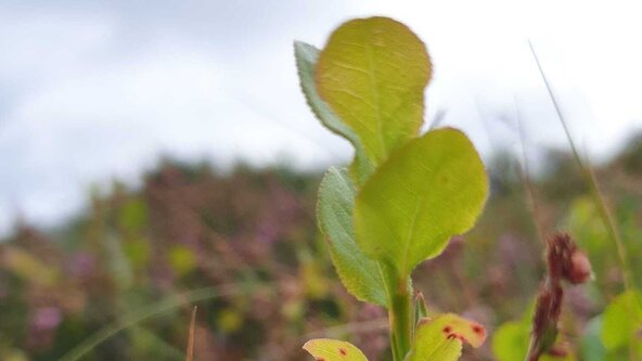 Medicinal Plants and Forest Bathing