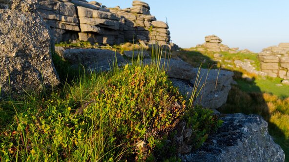 Herbalism on Dartmoor - Bronze Age to the Present