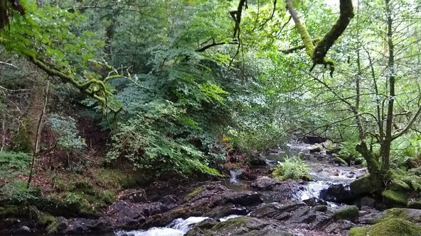 Discover Dartmoor's Rainforests