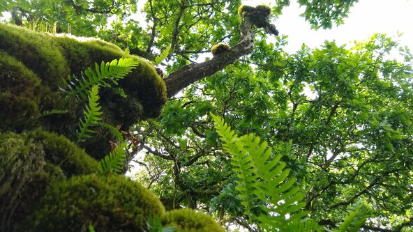 Mosses, ferns and lichens – an introduction
