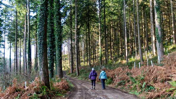 Tall Tree Tales at Newpark Wood