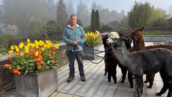 Alpaca Walks
