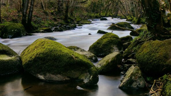 Discover Dartmoor's Rainforests