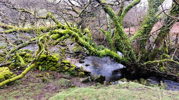 Erme Estuary Guided Walk 
