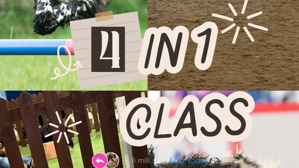🌍 4 in 1 World of Dog Sports & Activities