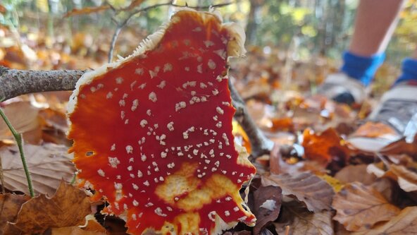 Fun with Fungi @ Hervines Park FREE EVENT