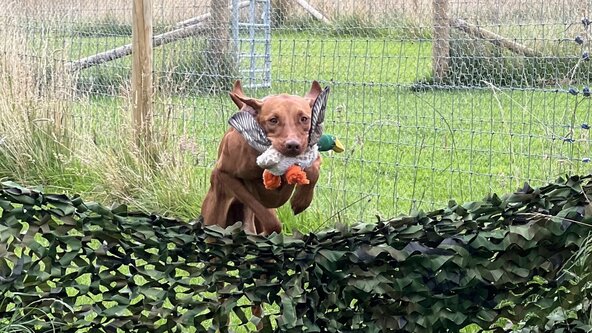 Pet Gundog - Pointers / Vizslas Day with Lisa-Jane Mappin