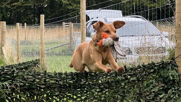 Pet Gundog - Retrievers Day with Lisa-Jane Mappin