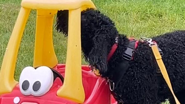 Beginner Scentwork Course 